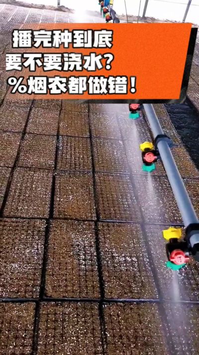 烤烟播完种一定要浇透底水，喷雾慢浇、别大水冲，盘底漏水才算到位，出苗又齐又壮！#烤烟育苗 #烤烟种植 #烟农干货 #育苗技术