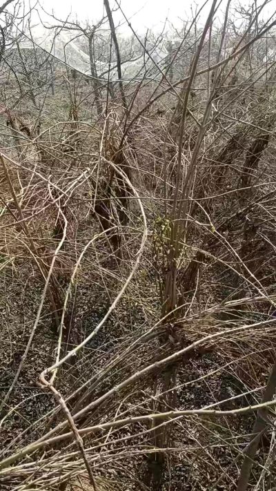 出售药用连翘苗，科研五号优质种苗，2/5年苗，药用连翘树，挂果树，全国包邮到家！财富密码18534302961