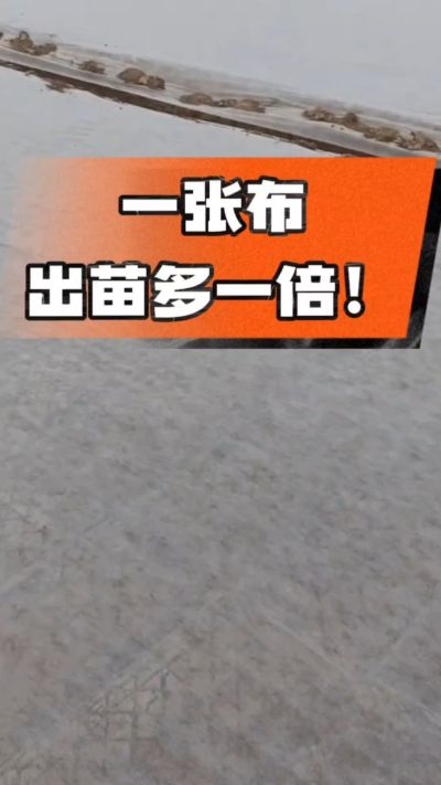 烤烟育苗盖无纺布，保温保湿出苗齐，不烂种、出苗快，烟农必备小技巧！