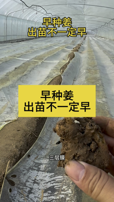 早种姜，出苗不一定早！