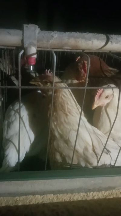 这鸡群在怪叫，怪叫的原因是痰化黏着，形成的比呼噜更重的一种呼吸道。其病因为肺中有热，热灼而痰黏，从而引起的怪叫。