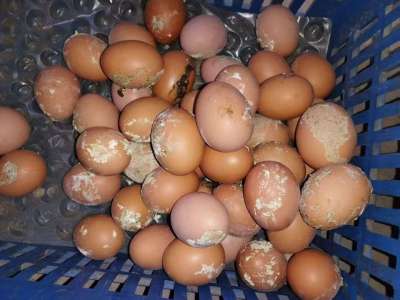 蛋禽出现肠炎拉稀，粪蛋偏多的原因