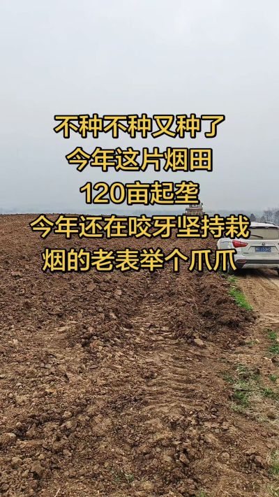 不种不种又种啦，还在咬牙坚持栽烟的老表集合啦！