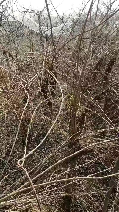 药用连翘苗，科研种苗定制树。挂果树。需要联系18534302961