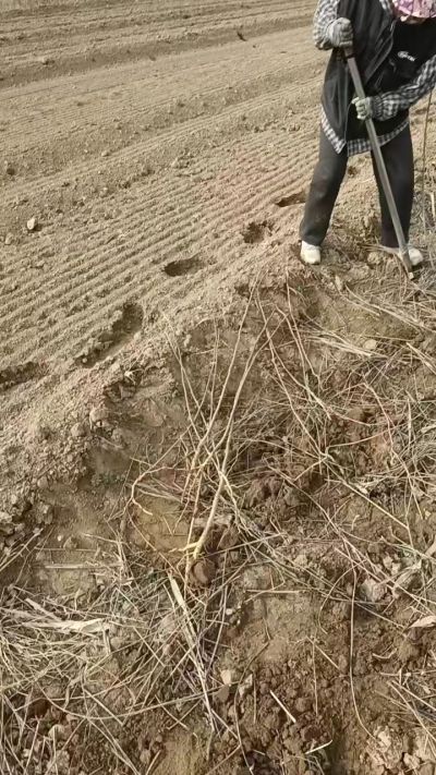 臭椿苗，一年籽播苗，地径0.5/1公分以上。需要联系18534302961