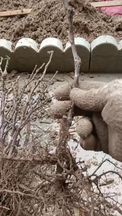 巨峰葡萄苗，一年扦插苗，需要联系我18534302961