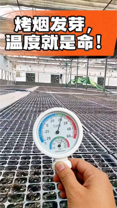老烟农都懂：发芽温度不对，后期再管都白费！