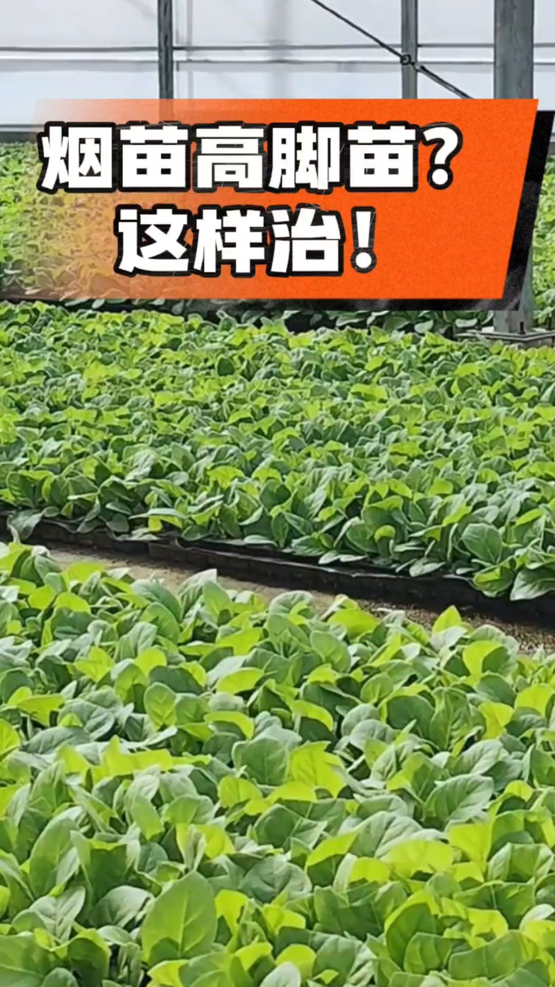 烤烟齐苗期管理关键：精准控温，防高脚苗，培育壮苗好上手！