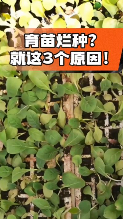 烤烟育苗烂种？3个原因讲清楚！消毒、控水、控温，做到就苗齐苗壮🔥
#烤烟育苗 #烤烟种植 #烂种防治 #烟农