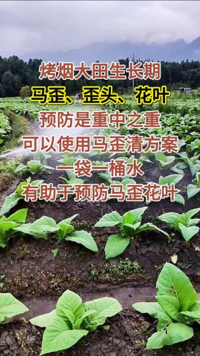 烤烟大田生长期，马歪歪头花叶预防是重中之重，可以使用马歪清方案，一袋一桶水，有助于预防马歪花叶。
烤烟管理早做一步，后期少操心！#烤烟种植#烤烟管理#烤烟大田管理#烤烟病害防治